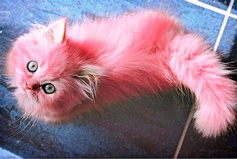 Regardez sa chatte rose se faire remplir de sperme dans cette vidéo HD époustouflante ! Découvrez l'attrait séducteur de Joana Bliss, une MILF aux courbes parfaites et à la lingerie coquine. Regardez-la se livrer à des plaisirs solitaires intimes, dévoilant ses gros seins naturels et sa chatte rose rasée.